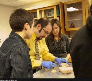 professor demonstrating brain dissection