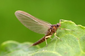 mayfly on leaf