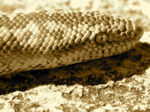close up of boa constrictor scales