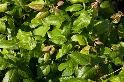 Bush of poison ivy