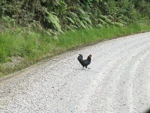chicken crossing gravel country road