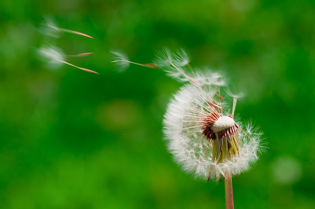 Dandelion seeds blowing off the flower