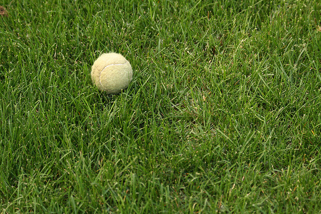 Tennis ball in grassy lawn