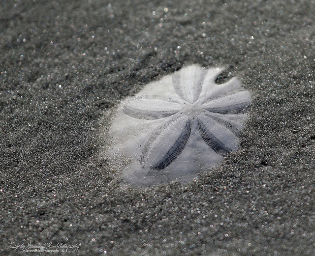 Sand dollar poking out of sand