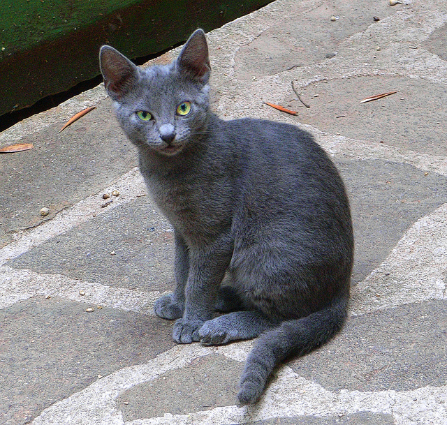 Gray cat on stone walkway
