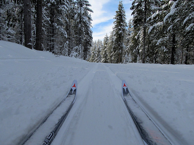 Tips of cross country skis on trail with pine trees all around