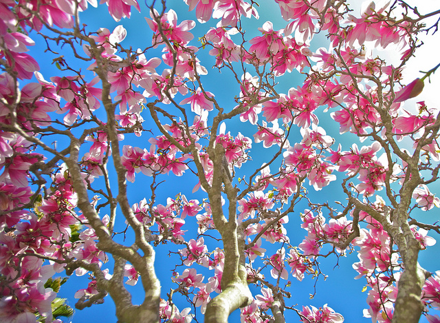 Magnolia tree looking up