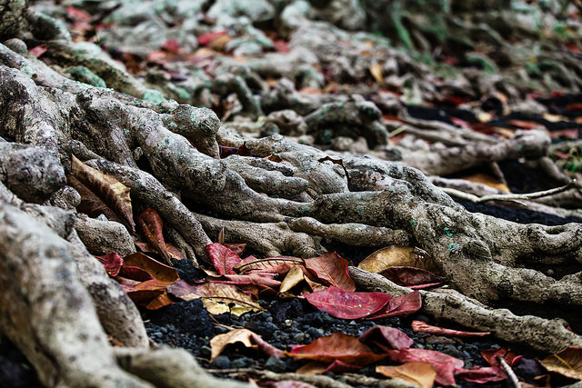 roots of old tree with fall leaves