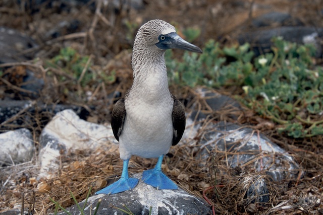 Blue footed boobie from wikimedia