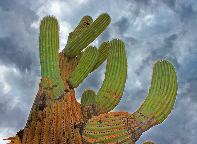 Close up shot of saguaro cactus from bottom looking up into ominous sky