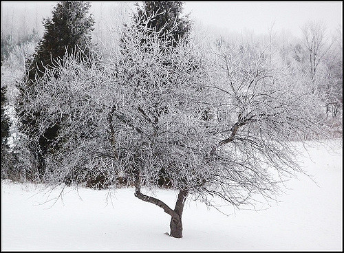 Apple tree covered in snow in winter