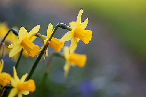 daffodils from the side