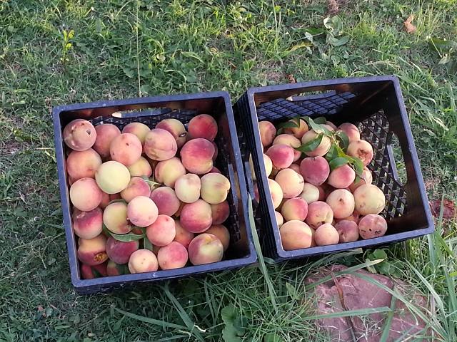 crates of peaches in yard