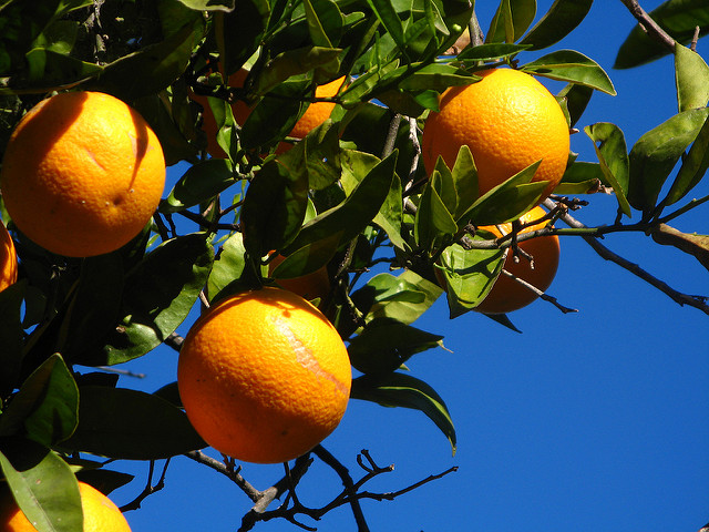 shot of orange tree with branches and few oranges with clear blue sky in back