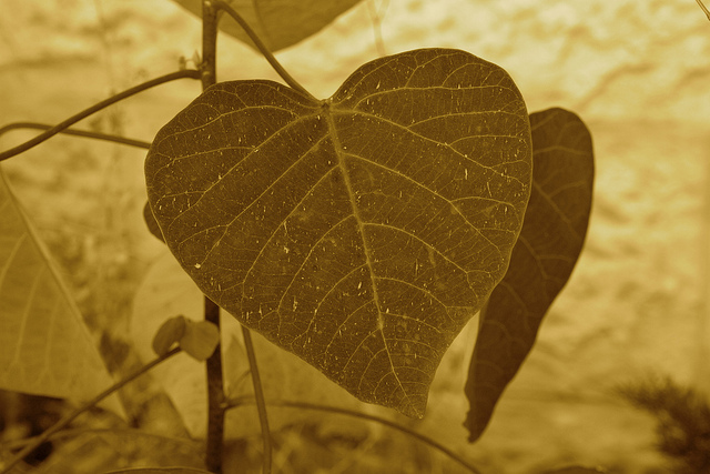 Heart shaped leaf with close up of the veins to resember the circulatory system talked about in story