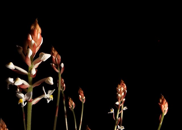 Budding plants glow against black background