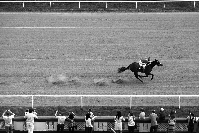 Horse track with one horse and jockey