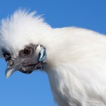 Silkie Chicken fuffy white with gray beak