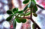 jade plant few leaves with rain drops on window behind