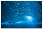 shark underwater with a bit of sun peeking through