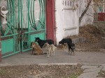 five stray dogs on sidewalk by a gate