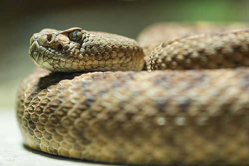 close up of rattlesnake's head, coiled