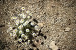 daisies growing in the rocky dirt in california