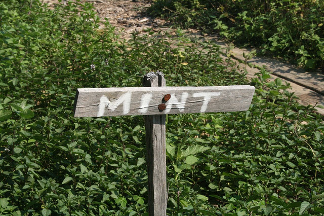 wooden sign that says "mint" in herb garden