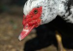 close-up of muscovy duck - red beak and bumps on head