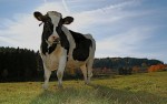 dairy-cow-in-france-field