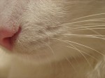 white-cat-close-up-whiskers