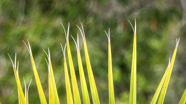 blades of grass with split ends