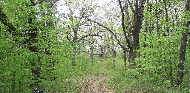trail in woods