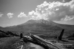 dead trees with mt. st. helen's in background