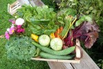veggies in a basket from a farm