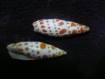 Mitra episcopalis shells
