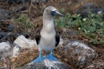 blue-footed-boobie from wikimedia