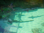 sharks in lagoon at discovery cove