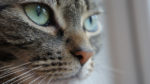 close up of tabby cat with big green eyes
