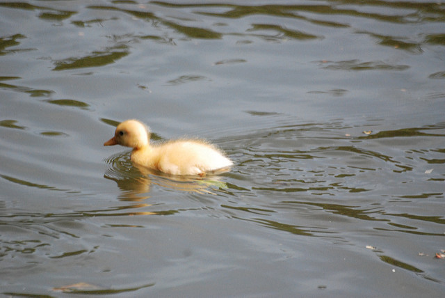 baby duck in a pond