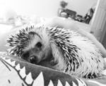 hedgehog curled up