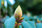 flower bud, unopened, woodys background