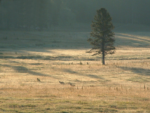 image of wolves from a distanace at yellowstone field with one lone pine tree, snow on ground