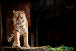 striking image of a tiger at a zoo, on left of frame with ground and habitat on right