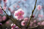 peach blossom on branch, rest of tree blurry so focus is on single pink flower, with a few buds also showing - photo by iasta29