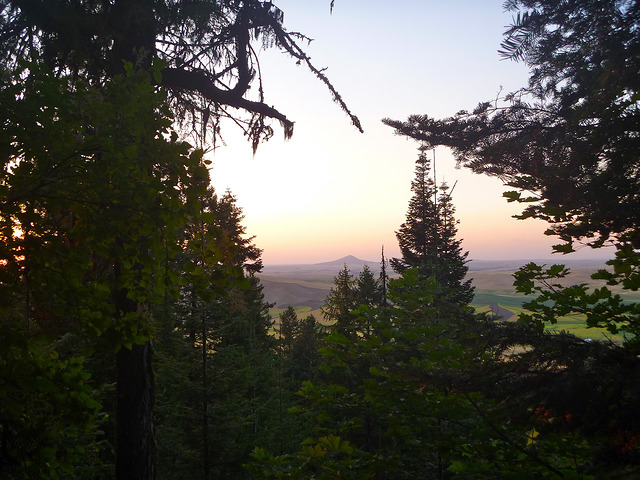 photo of montana landscape at sunset with one peak peaking out of plains -- image shot through pine trees