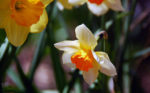 close up of daffodils