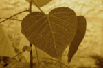 heart-shaped leaf with close up of the veins to resember the circulatory system talked about in story