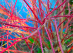 network of pinkish plant roots that mimic veins or wires
