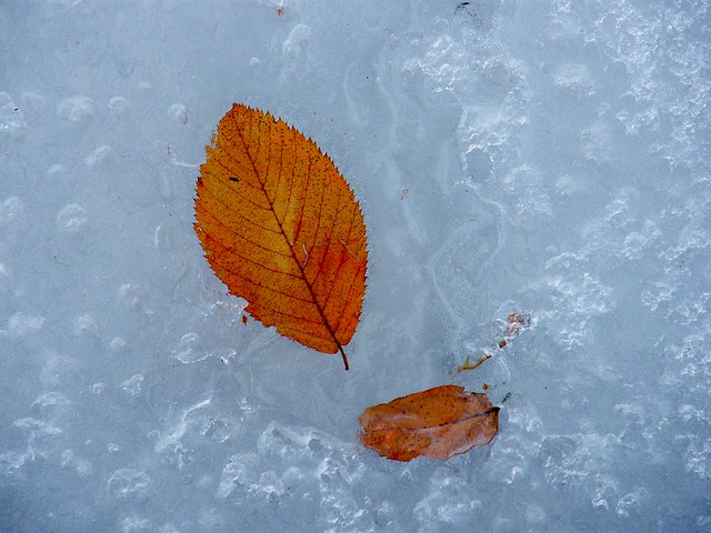 close up of an orange leaf on shimmery ice, maybe a frozen puddle